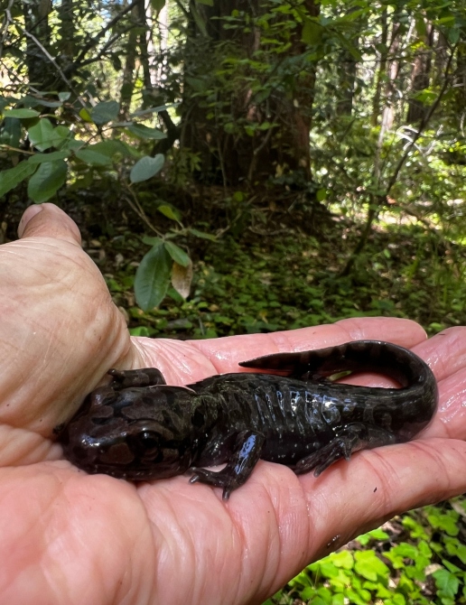 Pacific Giant Salamander